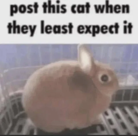 Post This Cat Unexpectedly