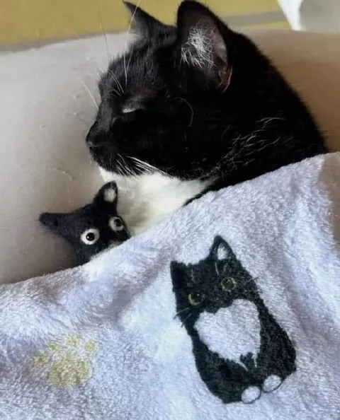 Кот на полотенце с котёнком