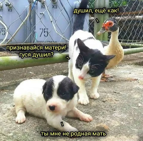 Кот допрашивает щенка