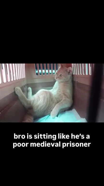 Cat Sitting Like a Medieval Prisoner