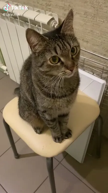 Кот требует еду