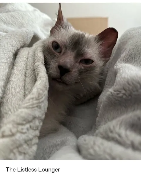 The Listless Lounger Cat