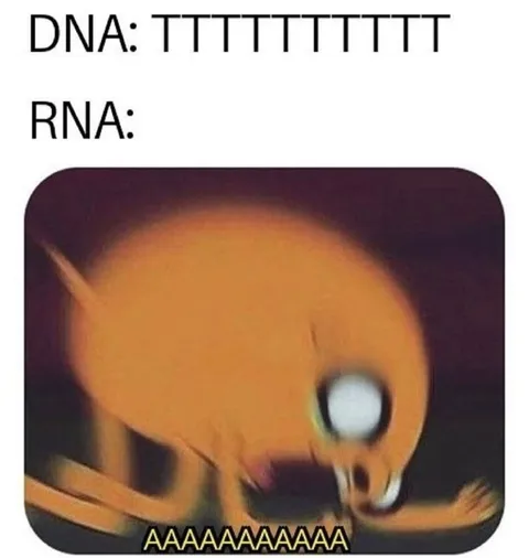 DNA Turns Into Screaming RNA