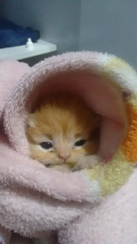 Котёнок укутался в плед