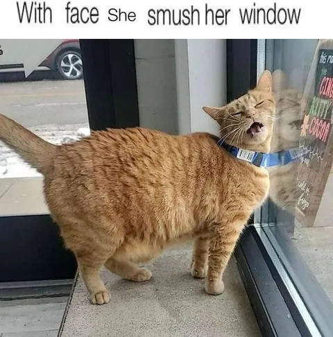 Cat Smushing Her Face Against Window