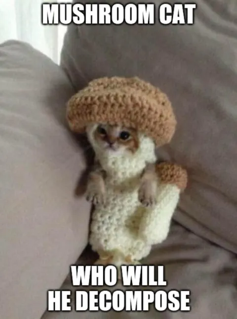 Mushroom Cat Decomposition Joke