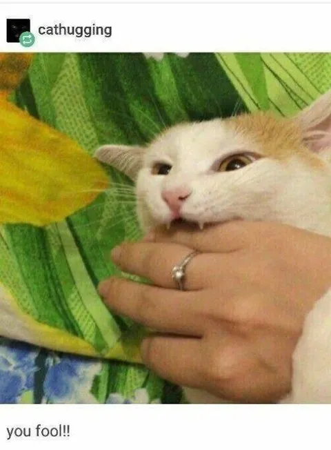 You Fool Cat