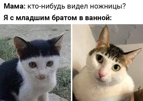 Кто-нибудь видел ножницы?