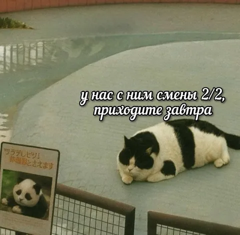 Смены 2/2 у кота