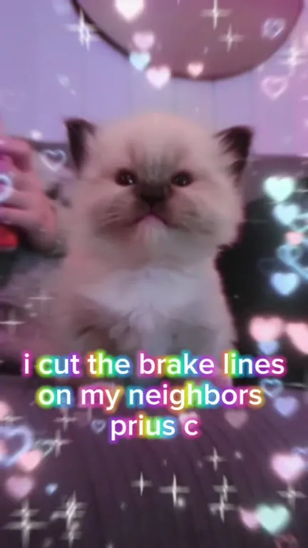 Cute Kitten Commits Car Crimes