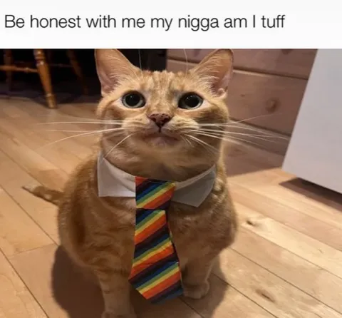 Formal Cat Asking for Honesty
