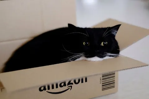 Кот в коробке Amazon