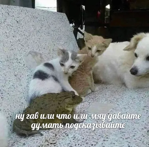 Гав или мяу, давайте думать