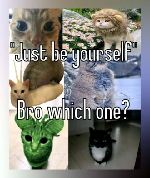 Bro Which Cat Should I Be?
