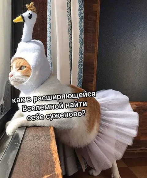 Кот ищет суженого во Вселенной