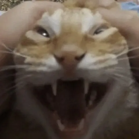 Безумно улыбающийся кот