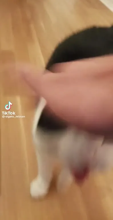 Кот захватывает камеру