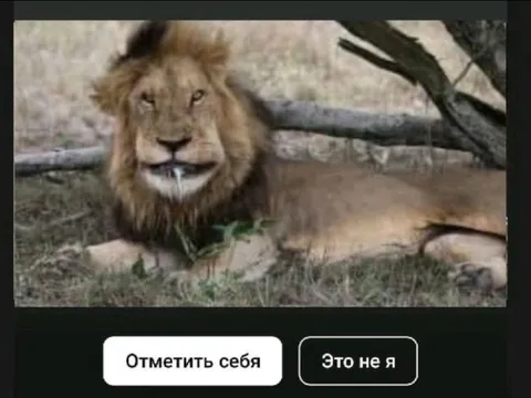 Лев говорит, что это не он