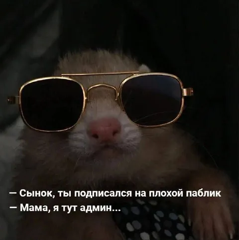 Кот-админ плохого паблика