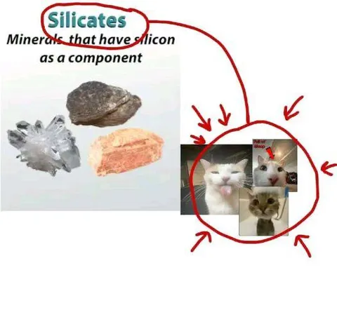 Silicates Cats Pun