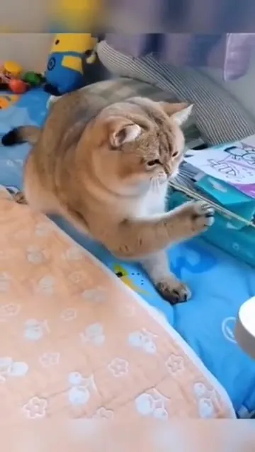 Кот слушает тиканье часов