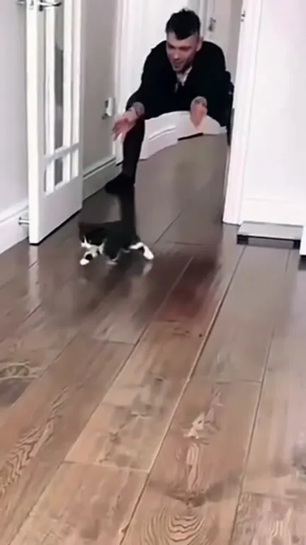 Кот устраивает токийский дрифт