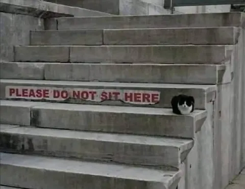 Cat Ignores the Warning Sign