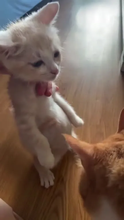 Котёнок под странную музыку