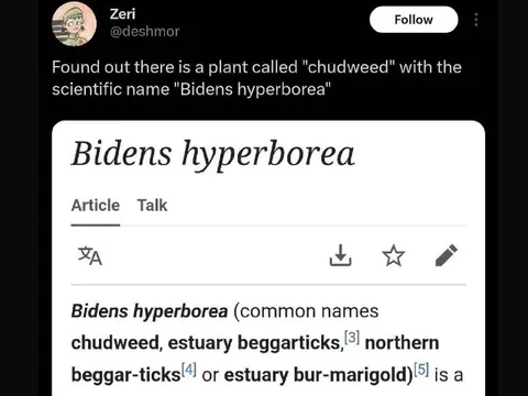 Chudweed Scientific Name