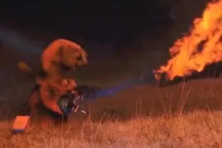 Зверёк у горящего поля