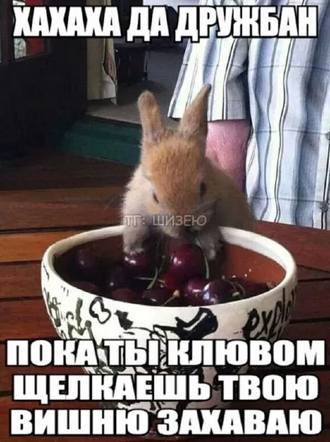 Заяц жуёт твою вишню
