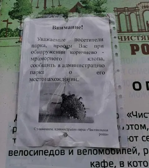 Коричнево-мраморный клоп в парке