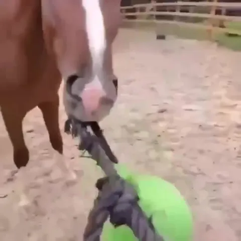 Horse Unlocks Executioner's Chariot