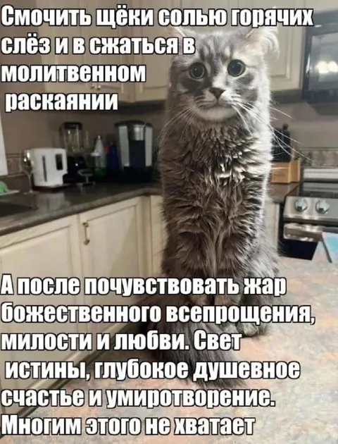 Мокрый кот в молитвенном раскаянии
