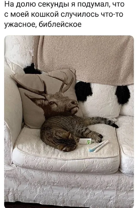 Кошка и библейское ужасное