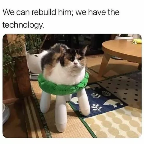 We Can Rebuild Him Cat