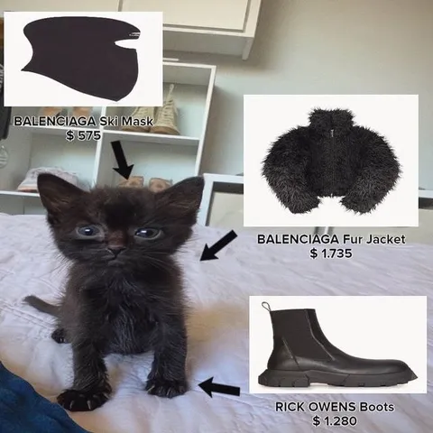 Luxury Fashion Kitten