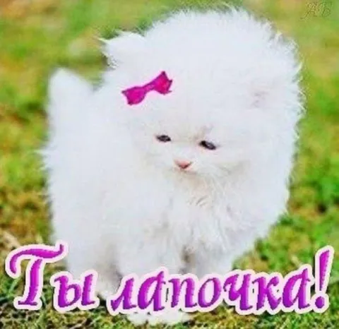 Ты лапочка