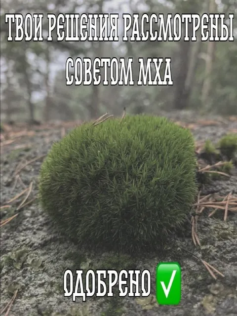 Решения одобрены советом мха