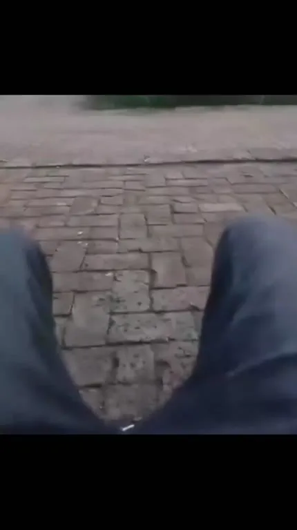 Собака пробегает между ног
