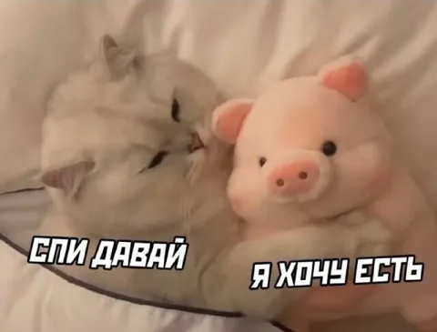 Кот и свинка хотят разного