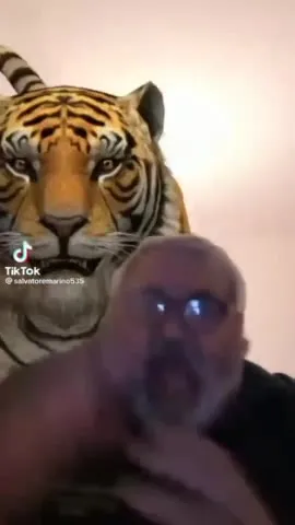 Мужчина кричит на тигра