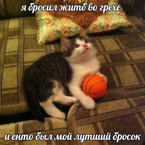 Кот и баскетбольный мяч