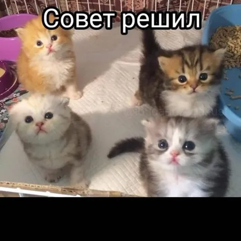 Совет решил, что ты дурак