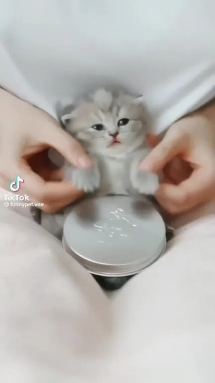 Милые котята под смешную музыку