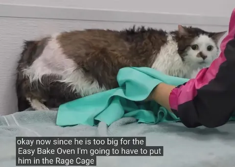 Too Big for the Easy Bake Oven