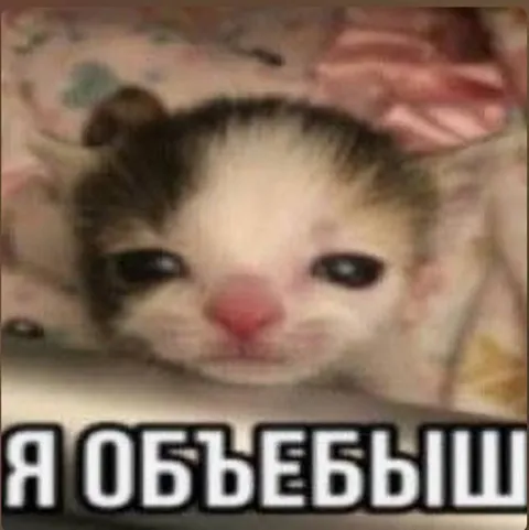 Грустный кот после ошибки
