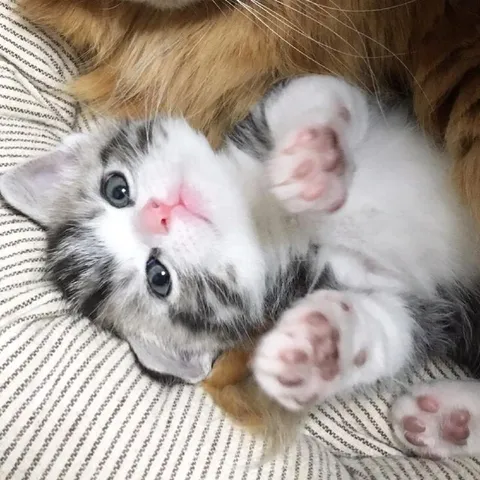 Милый котёнок с лапками