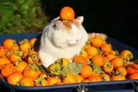 Кот в лотке с хурмой