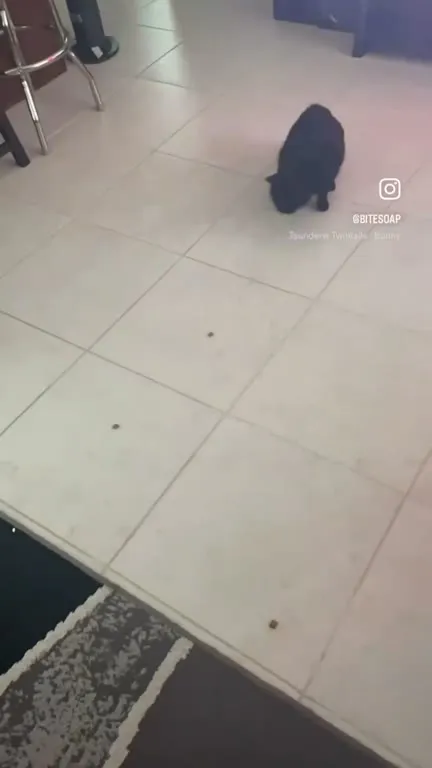 Чёрный зверёк прыгает к камере